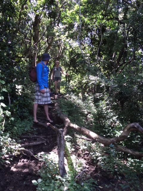 Maginificent indigenous forests on the village hike