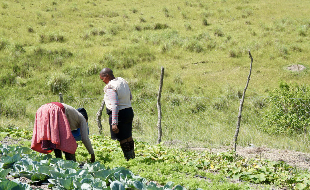 Shared learning approach between Masilime Sonke farmers and Job Skills Entrepreneurship Programme learners